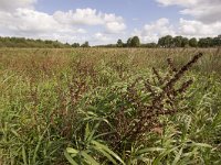 NL, Groningen, Hoogezand-Sappemeer, Westerbroek 22, Saxifraga-Jaap Schelvis : Westerbroek