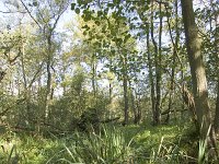 NL, Groningen, Hoogezand-Sappemeer, Westerbroek 9, Saxifraga-Jaap Schelvis : Westerbroek