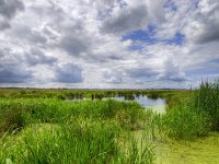 Natural marshland  summer afternoon in dutch swamp nature reserve : afternoon, blue, calmness, cloud, clouds, color, colorful, creative nature, dramatic, dutch, energetic, foliage, frash, freshwater, grass, green, groen, hdr, holland, landscape, landschap, lifely, marsh, marshland, moeras, mood, mountains, natura 2000, natural, nature, natuur, nederland, no, peaceful, people, reed, reeds, reflection, rudmer zwerver, serene, serenity, sky, spring, springtime, summer, swamp, swampy, vegetation, water, westerbroekstermadepolder, wetland, wolk, wolken, wolkenlucht, zomer