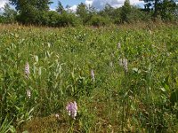 NL, Groningen, Veendam, Wildervank 1, Saxifraga-Hans Dekker