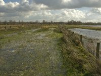 NL, Noord-Brabant, ´s-Hertogenbosch, Bossche Broek 18, Saxifraga-Jan van der Straaten