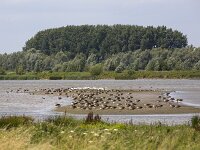 Restored tidal lake with a.o. Spoonbills and geese in Biesbosch National Park, Netherlands  Restored tidal lake with a.o. Spoonbills and geese in Biesbosch National Park, Netherlands : Biesbosch, national park, NP, geese, goose, spoonbill, spoonbills, bird, waterbird, waterfowl, tidal, lake, water, bank, resting, nature reserve, nature protection, nature, natural, wetland, Natura 2000