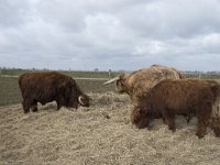 NL, Noord-Brabant, Altena, Japesloot 7, Saxifraga-Willem van Kruijsbergen