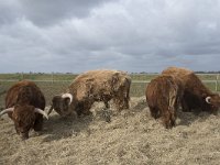 NL, Noord-Brabant, Altena, Japesloot 9, Saxifraga-Willem van Kruijsbergen