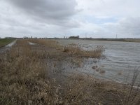 NL, Noord-Brabant, Altena, Japewaard 3, Saxifraga-Willem van Kruijsbergen