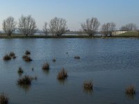 NL, Noord-Brabant, Altena, Kleine Muggenwaard 2, Saxifraga-Jan van der Straaten