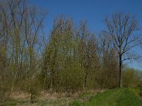 NL, Noord-Brabant, Altena, Kornsche Boezem 1, Saxifraga-Marijke Verhagen