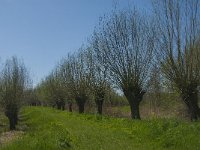 NL, Noord-Brabant, Altena, Kornsche Boezem 10, Saxifraga-Marijke Verhagen