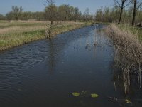 NL, Noord-Brabant, Altena, Kornsche Boezem 13, Saxifraga-Marijke Verhagen