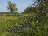 NL, Noord-Brabant, Altena, Kornsche Boezem 15, Saxifraga-Jan van der Straaten (2)