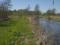 NL, Noord-Brabant, Altena, Kornsche Boezem 19, Saxifraga-Marijke Verhagen