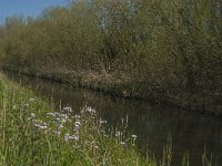 NL, Noord-Brabant, Altena, Kornsche Boezem 25, Saxifraga-Marijke Verhagen