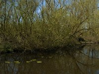 NL, Noord-Brabant, Altena, Kornsche Boezem 4, Saxifraga-Marijke Verhagen