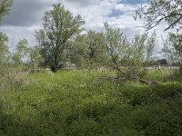 NL, Noord-Brabant, Altena, Ruwenhennip 34, Saxifraga-Willem van Kruijsbergen