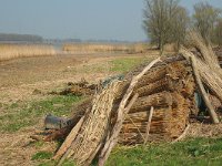 NL, Noord-Brabant, Altena, Spieringpolder 8, Saxifraga-Jan van der Straaten