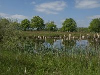 NL, Noord-Brabant, Baarle-Nassau, De Broskens 53, Saxifraga-Jan van der Straaten