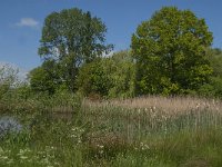 NL, Noord-Brabant, Baarle-Nassau, De Broskens 54, Saxifraga-Jan van der Straaten