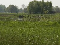 NL, Noord-Brabant, Baarle-Nassau, De Manke Goren 65, Saxifraga-Willem van Kruijsbergen