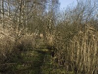 NL, Noord-Brabant, Bergeijk, Pastoorsweijer 12, Saxifraga-Jan van der Straaten