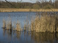 NL, Noord-Brabant, Bergeijk, Pastoorsweijer 8, Saxifraga-Jan van der Straaten