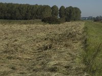 NL, Noord-Brabant, Bergen op Zoom, Molenplaat 1, Saxifraga-Jan van der Straaten