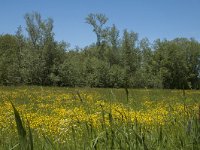 NL, Noord-Brabant, Drimmelen, Kuijpershoek 8, Saxifraga-Marijke Verhagen