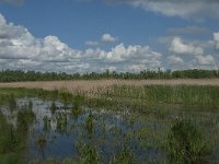 NL, Noord-Brabant, Drimmelen, Noorderplaat 15, Saxifraga-Jan van der Straaten