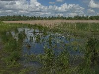 NL, Noord-Brabant, Drimmelen, Noorderplaat 16, Saxifraga-Jan van der Straaten