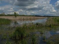 NL, Noord-Brabant, Drimmelen, Noorderplaat 17, Saxifraga-Jan van der Straaten