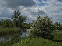 NL, Noord-Brabant, Drimmelen, Noorderplaat 22, Saxifraga-Jan van der Straaten