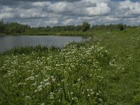 NL, Noord-Brabant, Drimmelen, Noorderplaat 25, Saxifraga-Jan van der Straaten