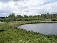 NL, Noord-Brabant, Drimmelen, Noorderplaat 39, Saxifraga-Willem van Kruijsbergen