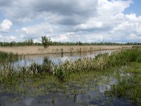 NL, Noord-Brabant, Drimmelen, Noorderplaat 55, Saxifraga-Willem van Kruijsbergen