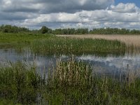 NL, Noord-Brabant, Drimmelen, Noorderplaat 6, Saxifraga-Jan van der Straaten