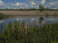 NL, Noord-Brabant, Drimmelen, Noorderplaat 7, Saxifraga-Jan van der Straaten