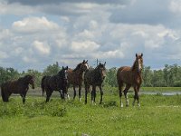 NL, Noord-Brabant, Drimmelen, Polder Lange Plaat 1, Saxifraga-Jan van der Straaten