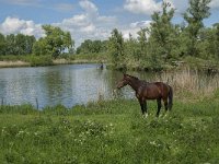 NL, Noord-Brabant, Drimmelen, Polder Lange Plaat 11, Saxifraga-Jan van der Straaten