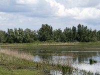 NL, Noord-Brabant, Drimmelen, Polder Lange Plaat 17, Saxifraga-Willem van Kruijsbergen