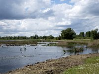 NL, Noord-Brabant, Drimmelen, Polder Lange Plaat 20, Saxifraga-Willem van Kruijsbergen