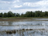 NL, Noord-Brabant, Drimmelen, Polder Lange Plaat 26, Saxifraga-Willem van Kruijsbergen