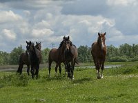 NL, Noord-Brabant, Drimmelen, Polder Lange Plaat 3, Saxifraga-Jan van der Straaten