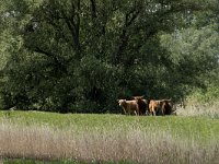 NL, Noord-Brabant, Drimmelen, Polder Lange Plaat 34, Saxifraga-Willem van Kruijsbergen