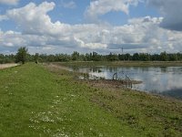 NL, Noord-Brabant, Drimmelen, Polder Lange Plaat 9, Saxifraga-Jan van der Straaten