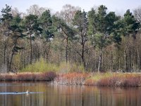 NL, Noord-Brabant, Hilvarenbeek, Broekeling 5, Saxifraga-Tom Heijnen