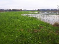 NL, Noord-Brabant, Hilvarenbeek, Diessens Broek 14, Saxifraga-Tom Heijnen