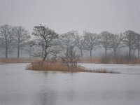 NL, Noord-Brabant, Hilvarenbeek, Diessens Broek 4, Saxifraga-Tom Heijnen