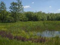 NL, Noord-Brabant, Tilburg, De Brand 2, Saxifraga-Jan van der Straaten