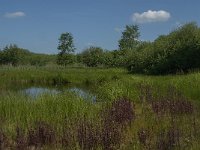 NL, Noord-Brabant, Tilburg, De Brand 6, Saxifraga-Jan van der Straaten