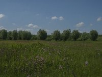 NL, Noord-Brabant, Tilburg, De Brand 7, Saxifraga-Jan van der Straaten