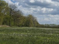 NL, Noord-Brabant, Tilburg, Nieuwe Tiend 32, Saxifraga-Marijke Verhagen